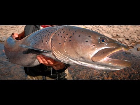 Видео: Рыбалка на Тайменя. Якуб Вагнер  Монголия часть  2. Monster fish