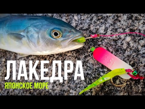 Видео: море КИПИТ от хищника, морская рыбалка в Приморье, бухта Шепалово