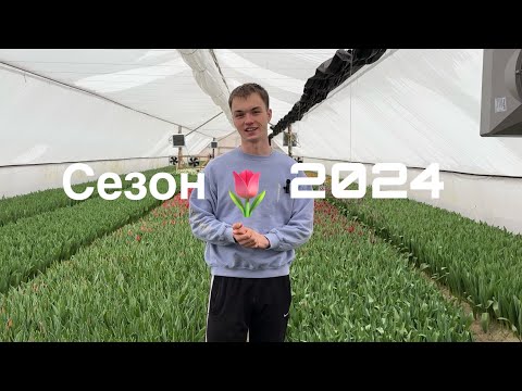 Видео: Выгонка тюльпанов к 8 марта | Тюльпаны оптом Беларусь | Как заработать на выращивании цветов