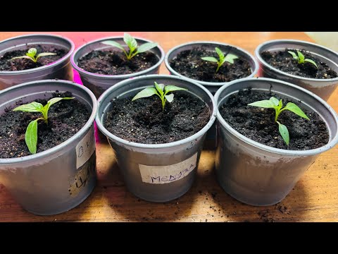 Видео: 🌱ОГОРОД НА ПОДОКОННИКЕ!! Сделайте так и проблем с Рассадой не будет никогда! Пикирую Перцы!