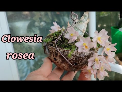 Видео: Clowesia rosea...Новички Clowesia warscewiczii, Clowesia Jumbo Grace.