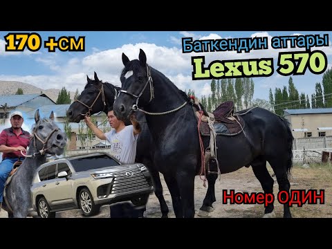 Видео: LEXUS 570 😱Баткендин КҮЧТҮҮ НОМЕР БИР АТТАРЫ💥 ҮЧ АТ