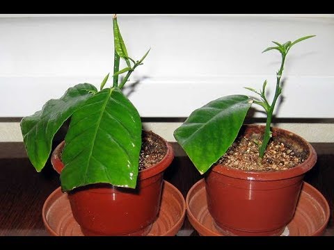 Видео: Как Вырастить Лимон из Отростка.Народный Метод.