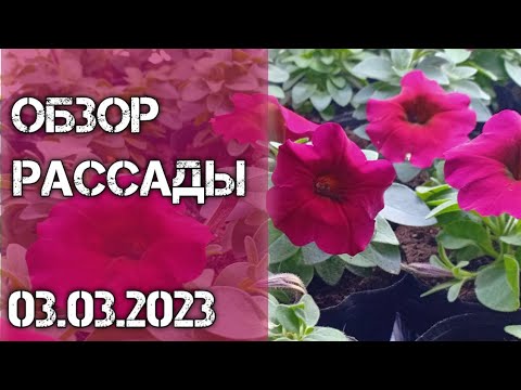 Видео: Как выглядит рассада на 03.03.23. Обзор рассады цветов.