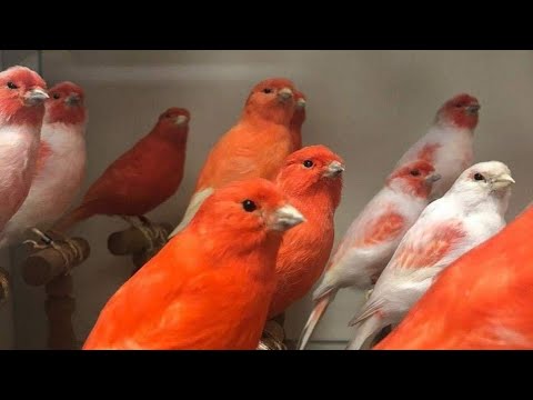 Видео: декоратыв канарейкалар // rangli  kanareykalar