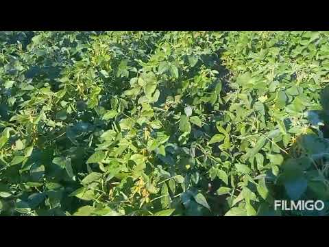 Видео: соя з селітрою і без,по но-тілл