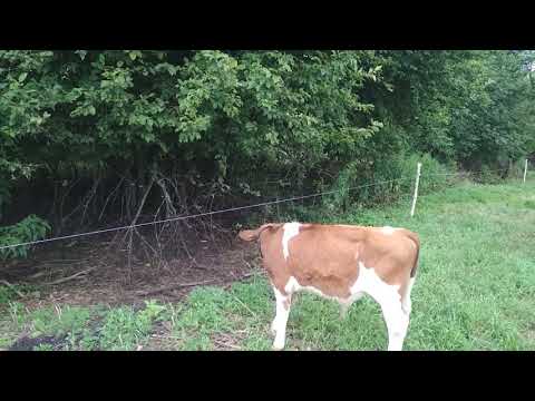 Видео: Быки против электропастуха.