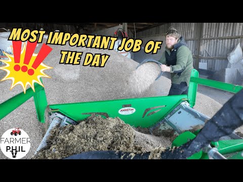 Видео: Прежде всего… Быков надо накормить!