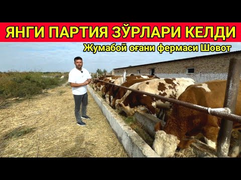 Видео: ЯНГИ ПАРТИЯ ЗОТДОР МОЛЛАР КЕЛДИ ЖУМАБОЙ ОҒАНИ ФЕРМАСИ ШОВОТ 11 октября 2024 г.