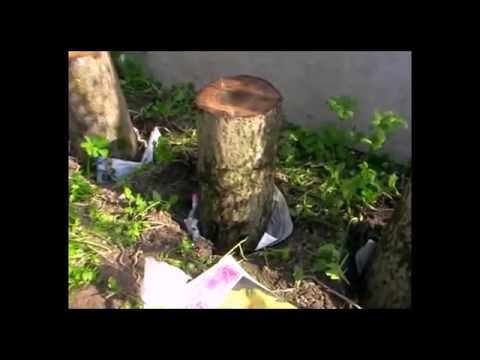 Видео: Выращивание вешенок на пнях. Мой опыт.