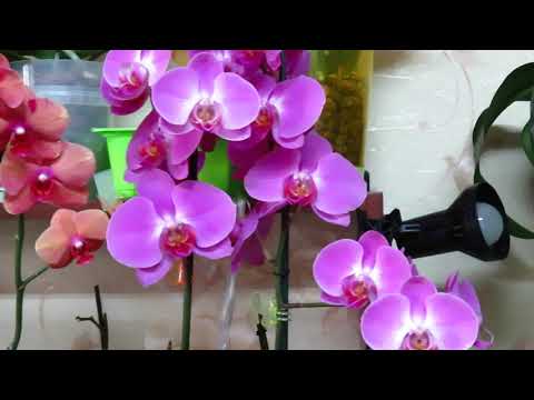 Видео: Основные правила ухода за орхидеей от А до Я(продолжение).