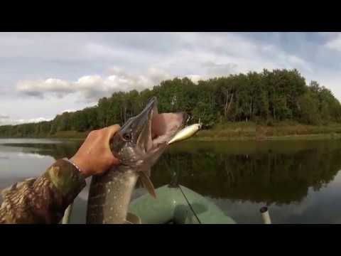 Видео: KALIKANA как она есть