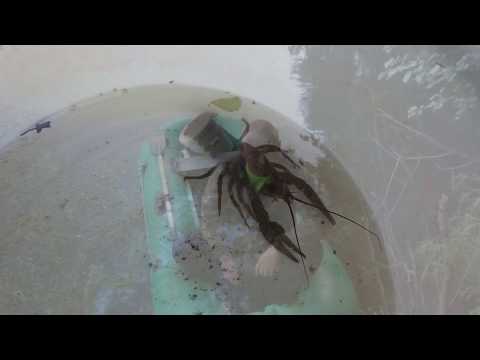 Видео: ловля рака и креветки в Десногорске.... 06-07 июля 2018г.