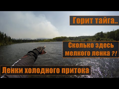 Видео: СКОЛЬКО здесь мелкого ленка!? Ленки холодного притока. Горит Тайга. Спиннинг. Рыбалка.