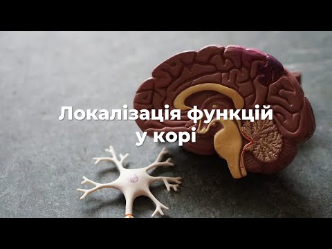 Видео: Локалізація функцій у корі