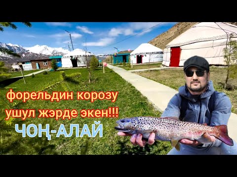 Видео: БАЛЫК ЧАРБА 🐟 / ЧОН-АЛАЙ / Сулайман Жанботоев