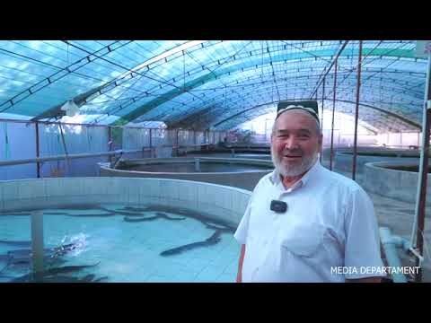 Видео: Уй шароитида интенсив балик етиштириш.