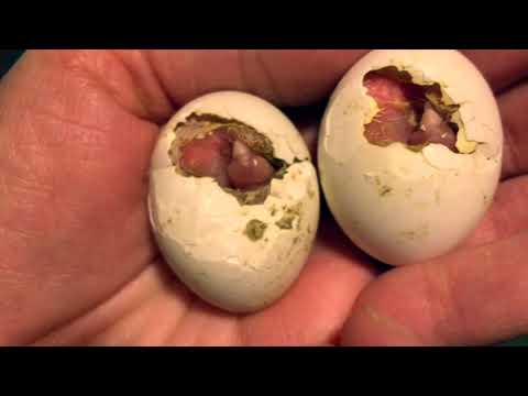 Видео: Вылуп пискунов...