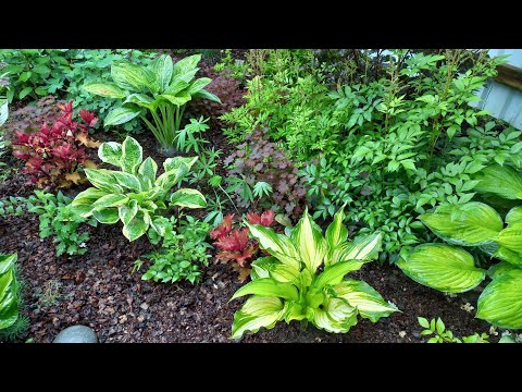 Видео: Хосты  в саду / огорчения и радости.