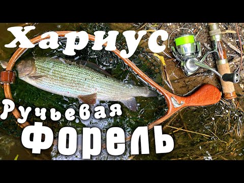 Видео: Хариус.Ручьевая форель. Рыбалка в Ленинградской области. Май 2023.