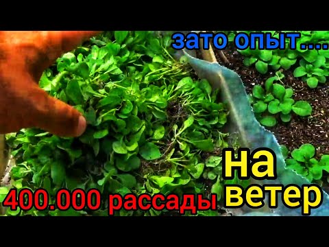 Видео: УСТАЛИ ТЕРЯТЬ ПЕТУНИЮ ПОСЛЕ ВСХОДОВ, это видео для Вас📌Делюсь опытом который мог меня сломать, но...