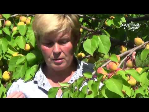 Видео: Как вырастить абрикосы  Зимостойкие абрикосы