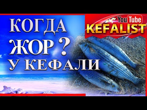 Видео: Когда жор у кефали ? Когда кефаль клюет ?? Рыбалка на Черноморскую кефаль в Скадовске