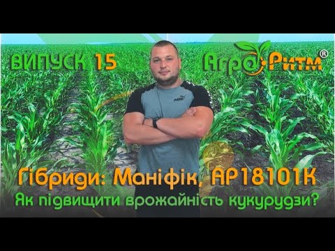 Видео: КАК ПОВЫСИТЬ УРОЖАЙНОСТЬ КУКУРУЗЫ?ГИБРИДЫ:МАНИФИК, АР18101К