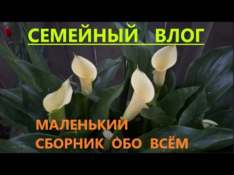 Видео: С  ДНЁМ  РОЖДЕНИЯ, СЫНОК!!!  ПЧЁЛЫ  И  ОГОРОД УДИВЛЯЮТ)))