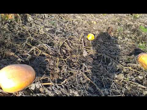 Видео: Семена тыквы можно заказать