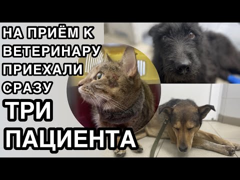 Видео: Спасение животных/ На приёме у ветеринара сразу три пациента