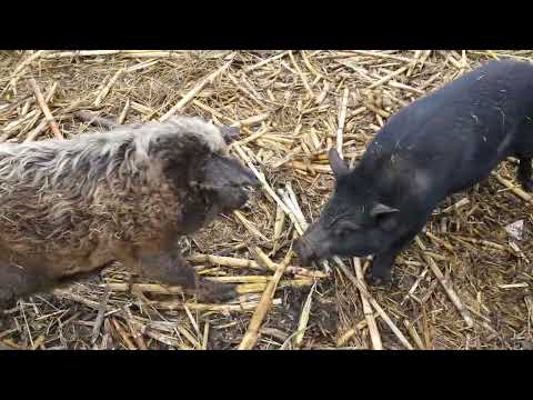 Видео: вєтнамські свині власні помилки при розведенні