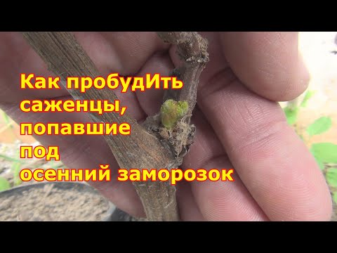 Видео: Как пробудИть саженцы попавшие под заморозок