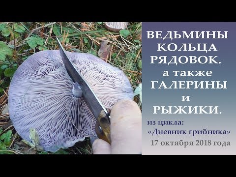 Видео: Ведьмины  кольца рядовок, а также Галерины и Рыжики.. Дневник грибник 17 октября 2018 года.