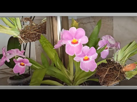 Видео: Корни, хоть руби. Орхидея  Мильтониопсис вексиллярия (Miltoniopsis vexillaria) Деление. Грунт.