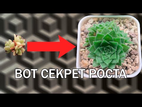 Видео: КАК ВЛИЯТЬ НА РОСТ СУККУЛЕНТОВ. РАЗГОН И МИНИАТЮРНОСТЬ.