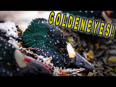 Видео: Охота на дайверских уток | Охота на золотого леопарда в большой воде