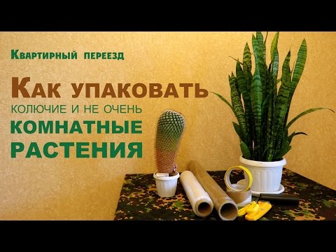 Видео: Квартирный переезд. Как упаковать декоративные комнатные растения?