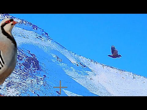 Видео: Охота на куропатку в СНЕГЕ