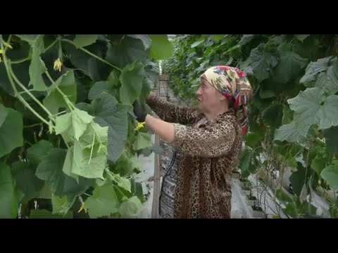 Видео: Это Profi. Работник теплицы