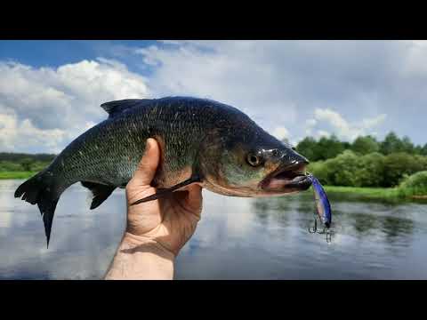 Видео: На реку за жерехом