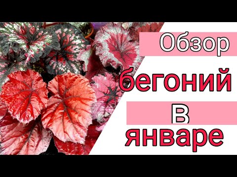 Видео: ОБЗОР БЕГОНИЙ ДЕКОРАТИВНО ЛИСТВЕННЫХ В ЯНВАРЕ/Комнатные цветы