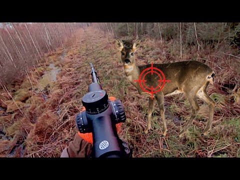 Видео: Загонная ОХОТА. ОБОСР**СЯ! 1 декабря 2024г.