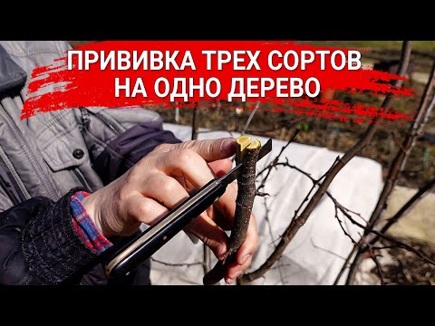 Видео: Прививка трех сортов на одно дерево