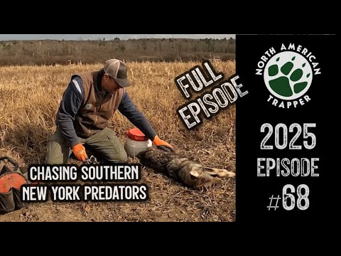 Видео: 2025 Эпизод № 68 ~ НЬЮ-ЙОРК: Контроль за хищничеством койотов и енотов
