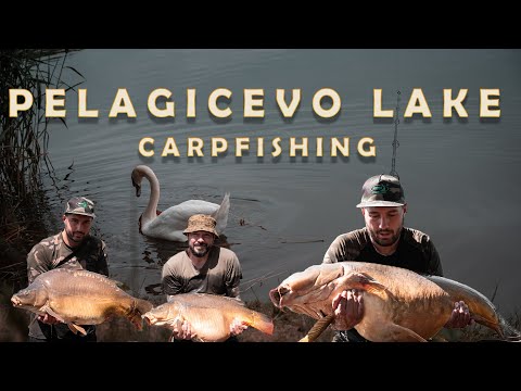 Видео: Риболов на Трофейни Шарани и Нови Рекорди на Езерото Пелагичево /Carp Fishing on Pelagicevo Lake