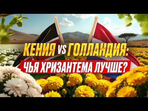 Видео: Кенийская хризантема: стоит ли брать вместо Голландии? | Плантация Lenana Flowers | Кения