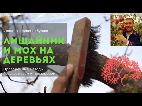 Видео: Что делать с лишайником и мхом на деревьях? Эффективные проверенные методы. Уроки Николая Рабушко.