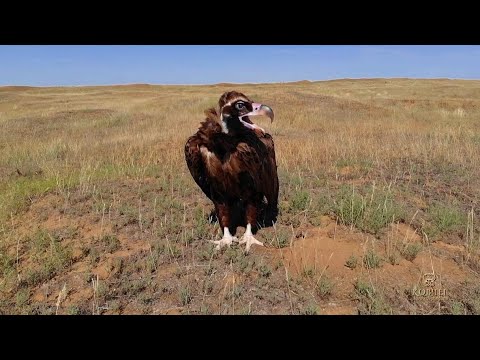 Видео: Черные земли. Царство хищников