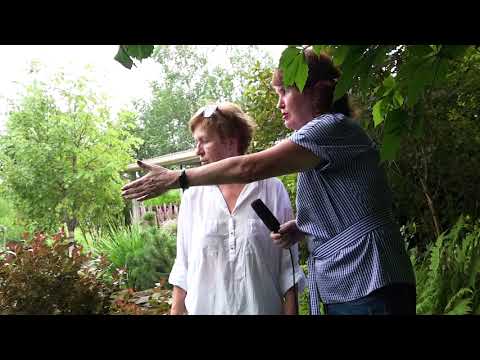 Видео: Летний сад Елены Королёвой. Цветение нимфей.